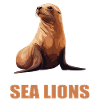 Seelöwen Seelöwe