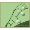 Lily of the Valley