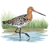 Sorthalet kobbersneppe Limosa Limosa vadefugl