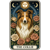 Collie