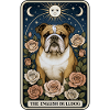 Englische Bulldogge