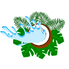 Coconut Fans