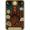 Irish Setter