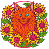 Maine Coon Cat