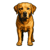 Chien loyal – Labrador