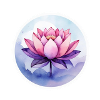 Rosa und lila Lotusblüte