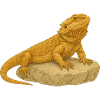 Yellow gecko on rocks