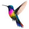 Vibrant Rainbow Hummingbird Design