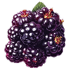 brombeeren