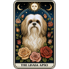 Lhasa Apso