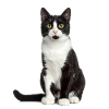 Black/White Cat – Good Pet Edition