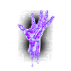 Rebel Spirit - Wild and Free