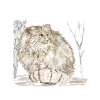 Manul wild cat