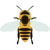 Honeybee