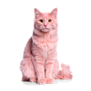 Pink Cat – Good Pet Edition