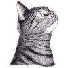 Katze