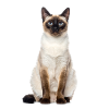 Siam Cat – Édition Good Pet