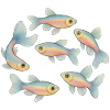 Poisson pastel en bancs