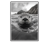 Seeotter