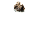 Sea otter