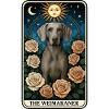 Weimaraner