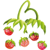 Temps de la fraise Fraise