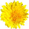 Dandelion Flower Yellow Flower
