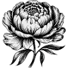Peony: Elegant Blossom