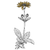 Blume Arnika