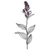 Blume Waldvögelein