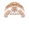 Min terapeut Sulcata Tortoise