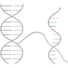 DNA–RNA Geometry – Chemistry Design