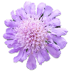 Purple Flower