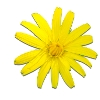 Yellow Flower Gemroot