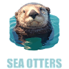 Sea otter