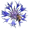 Fleur bleue