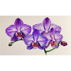 Lilac Orkedea