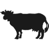Black Cow