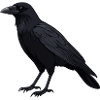 Crow