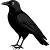 Raven - Crow