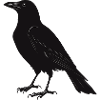 black bird