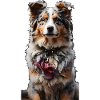Australian Shepherd Schäferhund