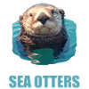 Sea otter