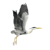 Reiger die wegvliegt