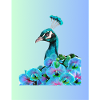 peacock design