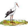 Cigogne