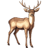 graceful deer
