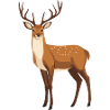 Deer