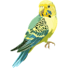 Budgerigar