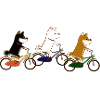 Shiba Cycling Team